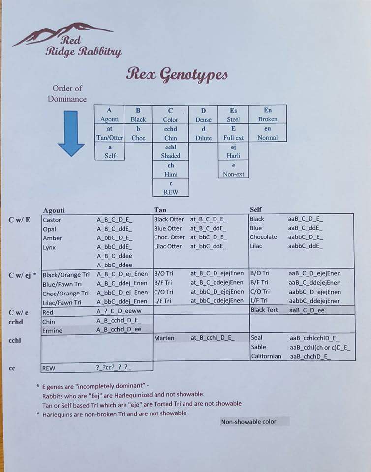 Basic Rabbit Color Genetics | Quails And Tails Rabbitry