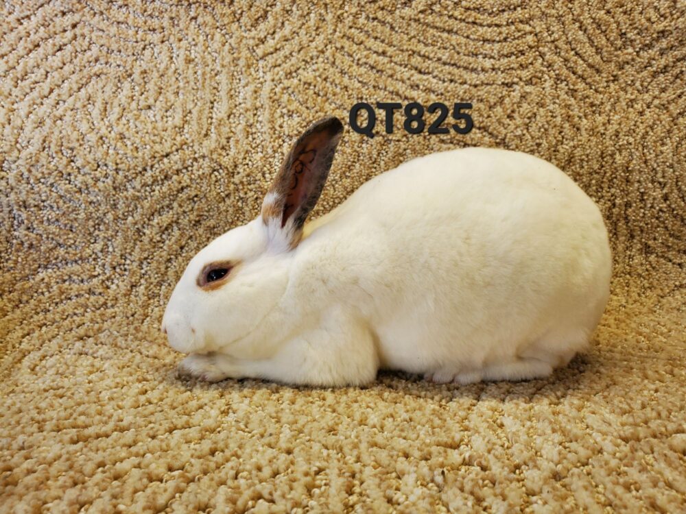 20240609_1647262037121317980088393 | Quails and Tails Rabbitry