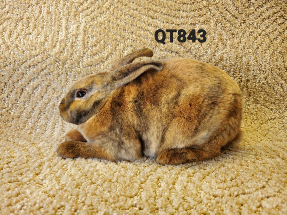 20240609_1703278431151257420044245 | Quails and Tails Rabbitry