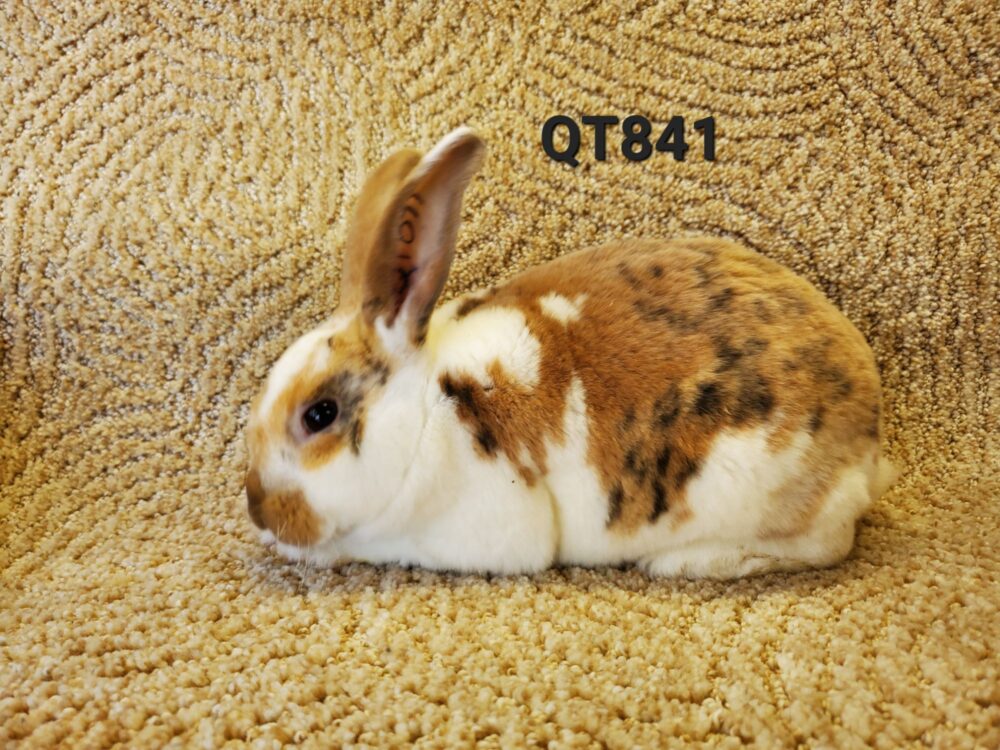 20240609_1729304401491332487950515 | Quails and Tails Rabbitry